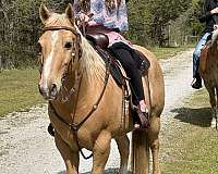 trail-quarter-horse