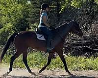 athletic-thoroughbred-horse