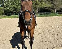 jumping-thoroughbred-horse