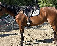 dressage-thoroughbred-horse