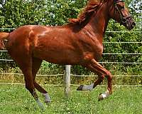 fei-show-horse