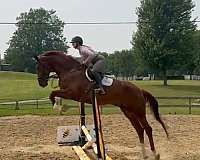 fei-show-dutch-warmblood-warmblood-horse