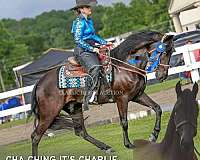 cha-tennessee-walking-horse