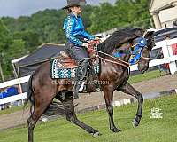 compete-tennessee-walking-horse