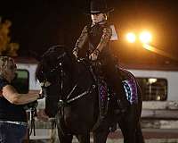 docs-tennessee-walking-horse