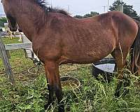kissy-mark-on-lip-horse