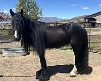 hauling-gypsy-vanner-horse