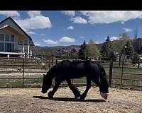 sock-gypsy-vanner-horse