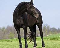 athletic-percheron-horse