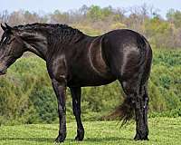 beginner-percheron-horse