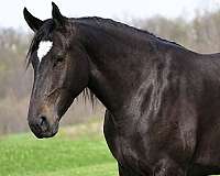 cross-percheron-horse