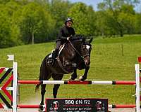 dressage-percheron-horse
