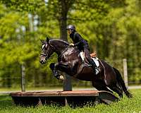 flashy-percheron-horse