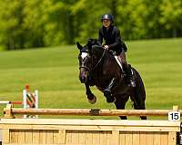 jumping-percheron-horse