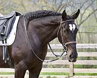 hunter-jumper-percheron-horse