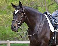 kid-safe-percheron-horse