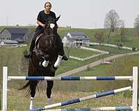 performance-percheron-horse