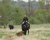 ranch-percheron-horse