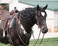 ridden-western-percheron-horse