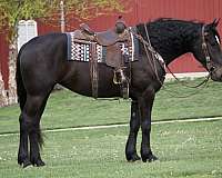 ridden-english-percheron-horse
