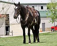 show-percheron-horse