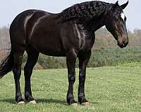 draft-percheron-horse