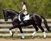 beginner-friesian-horse