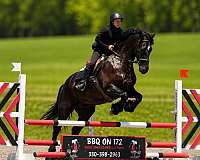 athletic-friesian-horse