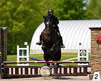 cross-friesian-horse