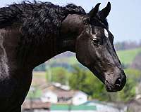 dressage-friesian-horse