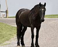 flashy-friesian-horse