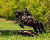 jumping-friesian-horse