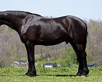 parade-friesian-horse