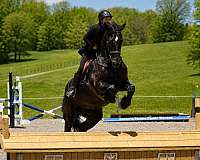 performance-friesian-horse