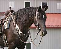 ridden-western-friesian-horse