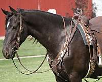 show-friesian-horse