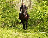 trail-friesian-horse