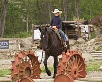 trail-riding-friesian-horse