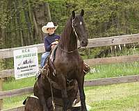 youth-friesian-horse