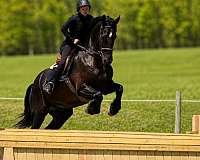 ridden-english-friesian-horse