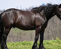 athletic-gypsy-vanner-horse