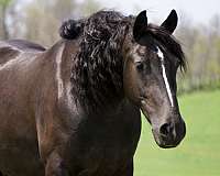 beginner-gypsy-vanner-horse