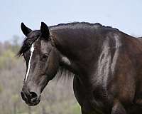 cross-gypsy-vanner-horse