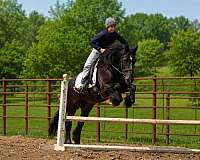 driving-gypsy-vanner-horse