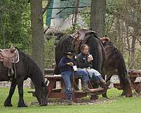 parade-gypsy-vanner-horse