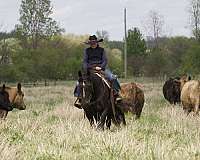 ranch-gypsy-vanner-horse