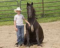 ridden-english-gypsy-vanner-horse