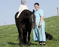 ridden-western-gypsy-vanner-horse