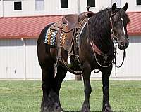 show-gypsy-vanner-horse