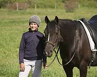 trail-gypsy-vanner-horse